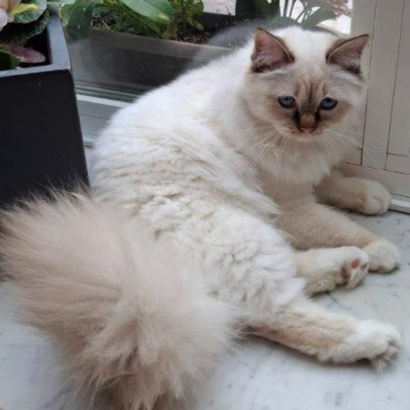 Foto van de kat