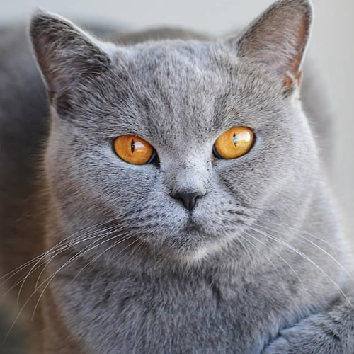 Foto van de kat
