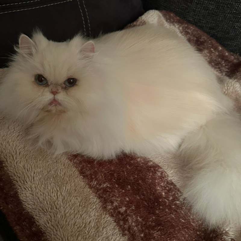 Foto van de kat