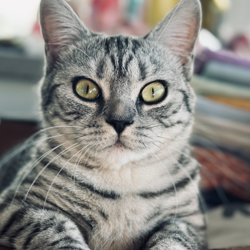 Foto van de kat