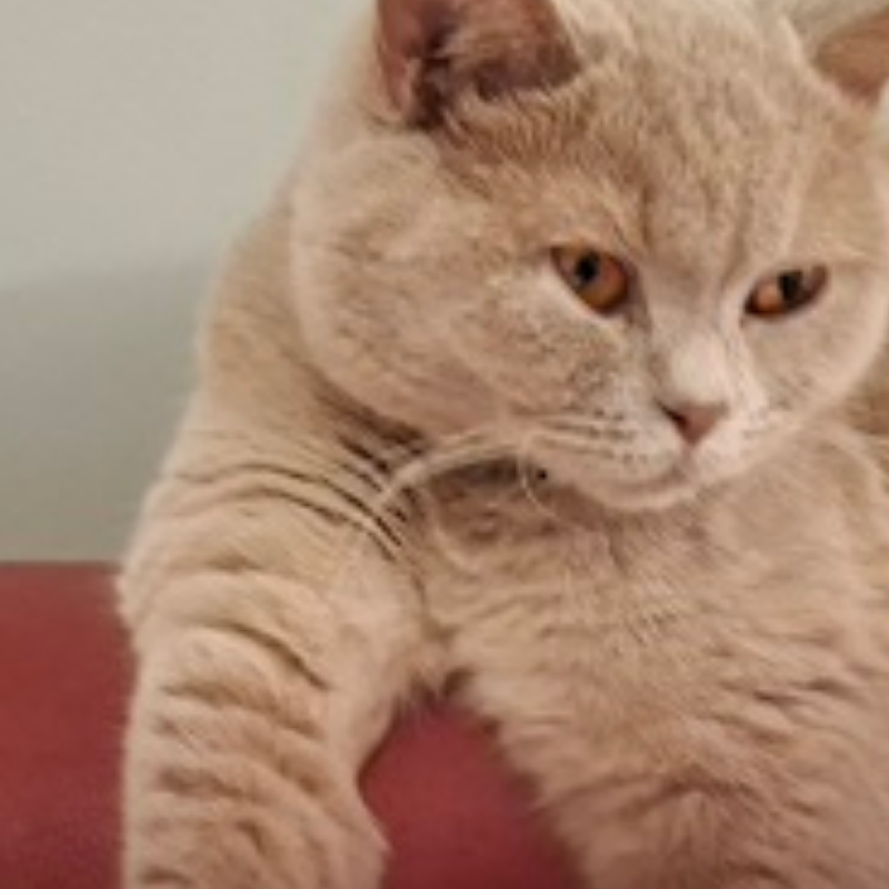 Foto van de kat