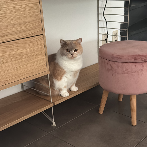 Foto van de kat