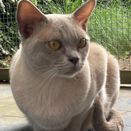 Foto van de kat