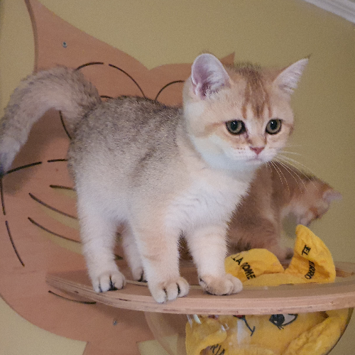 Foto van de kat