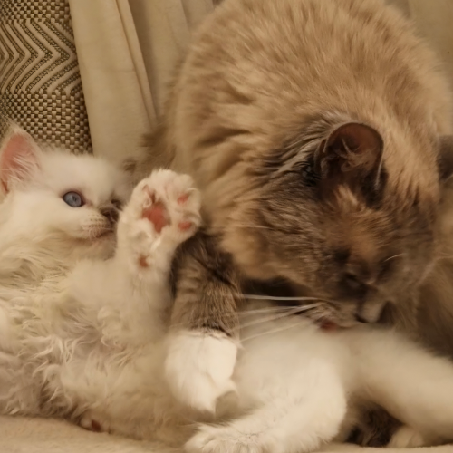 Foto van de kat