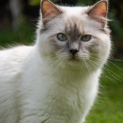 Foto van de kat