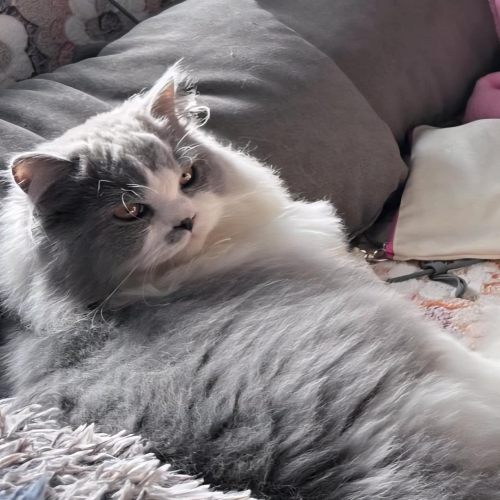 Foto van de poes