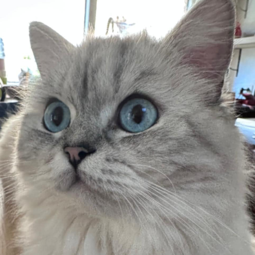 Foto van de poes