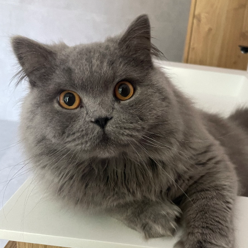 Foto van de poes