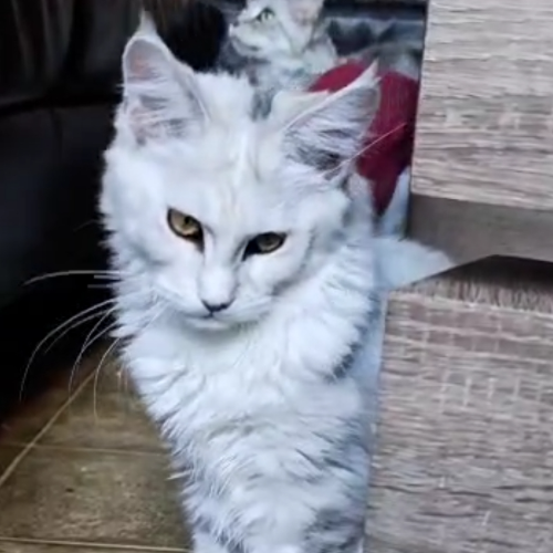 Foto van de poes