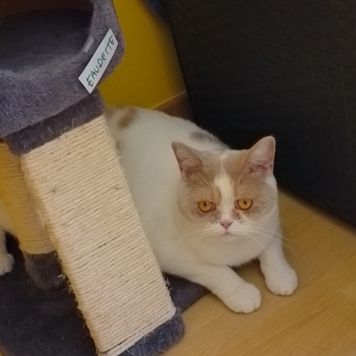 Foto van de kat