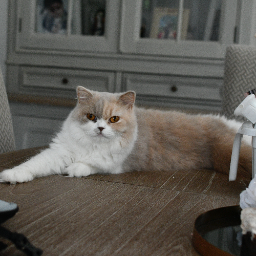 Foto van de kat
