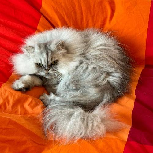 front.herplaats_image