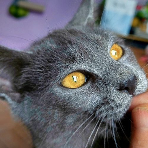 front.herplaats_image