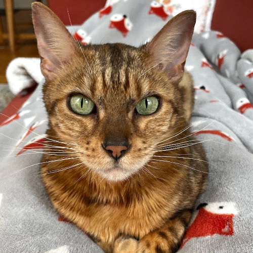 front.herplaats_image