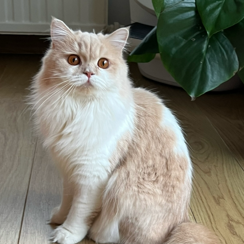 front.herplaats_image