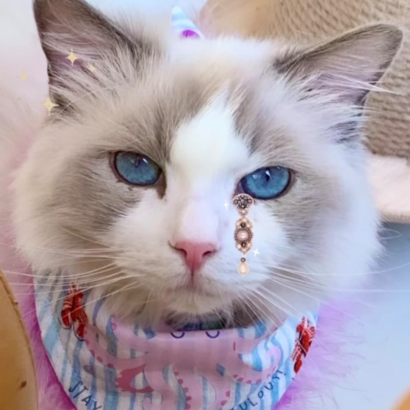 Foto van de kat