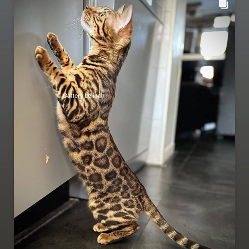 front.herplaats_image