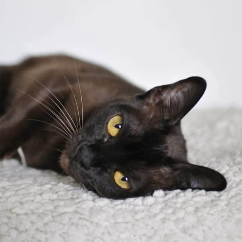 Foto van de kat