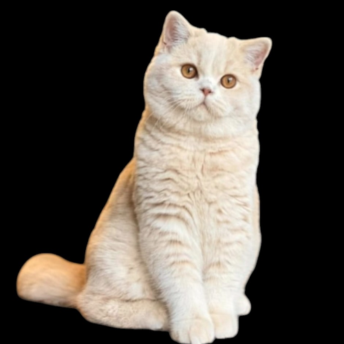 front.male_image