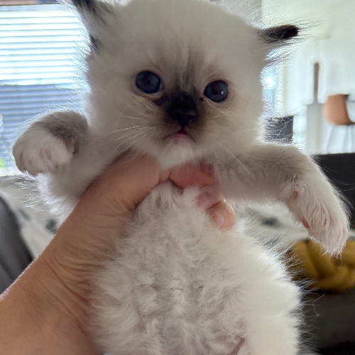 Foto van de poes