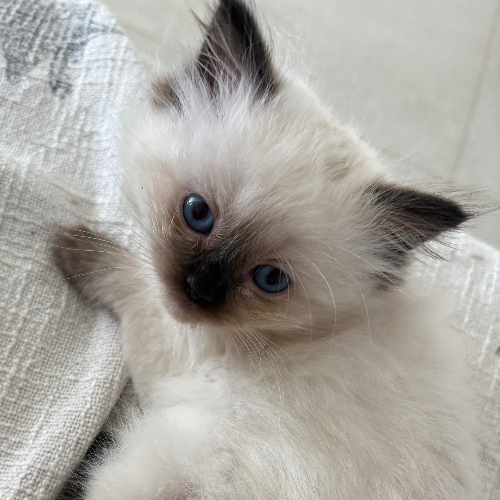 Foto van de poes