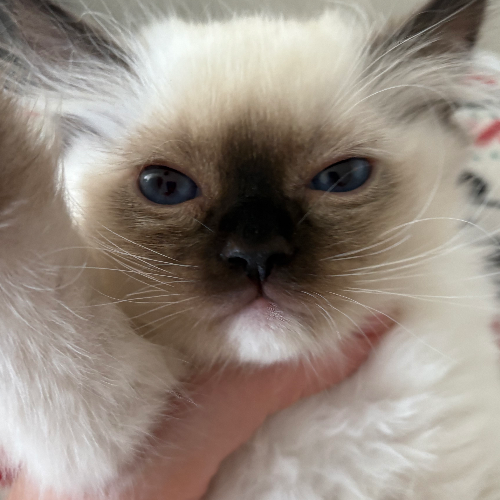 Foto van de poes