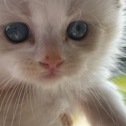 Foto van de poes