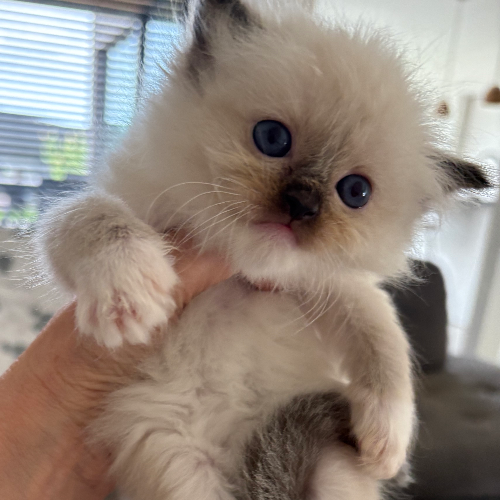 Foto van de poes