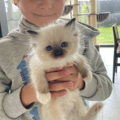 Foto van de poes