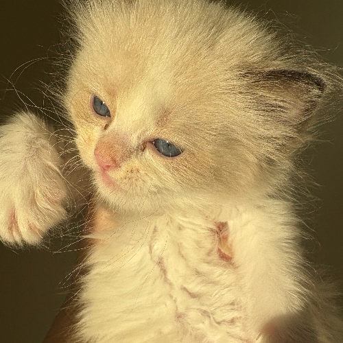 Foto van de poes