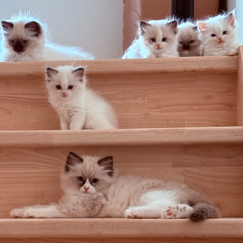Foto van de poes