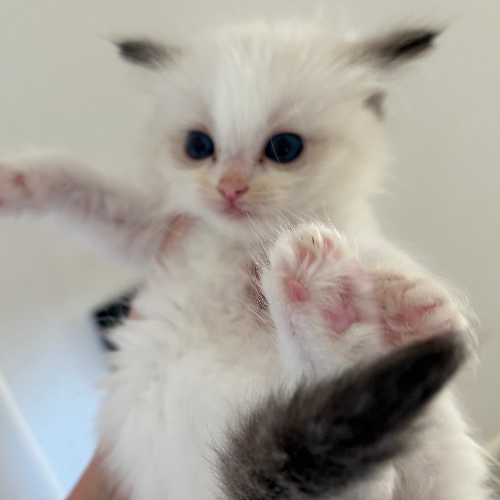 Foto van de poes
