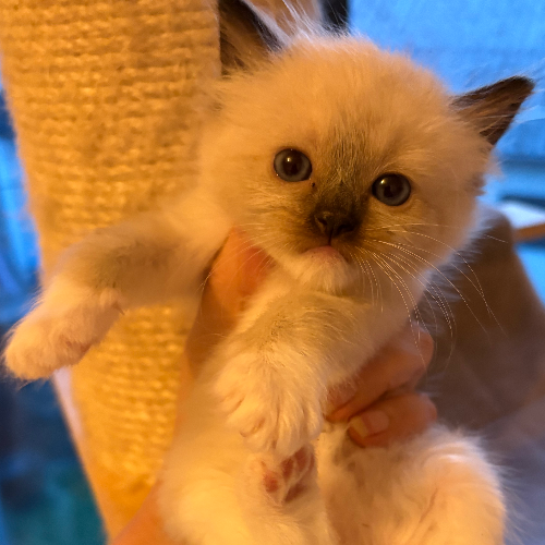 Foto van de poes