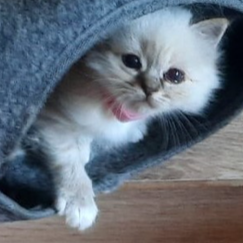 Foto van de poes