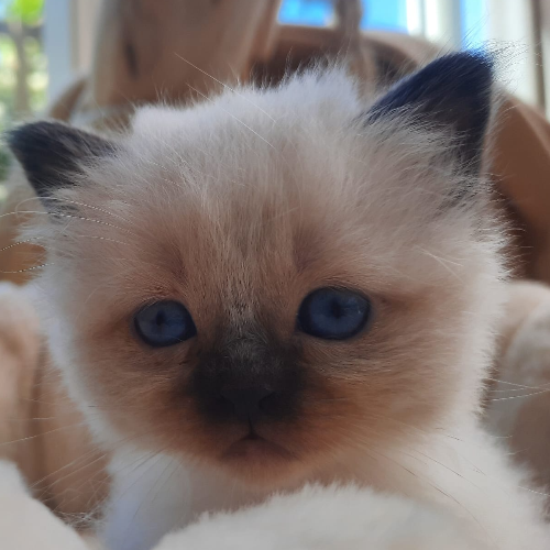 Foto van de poes