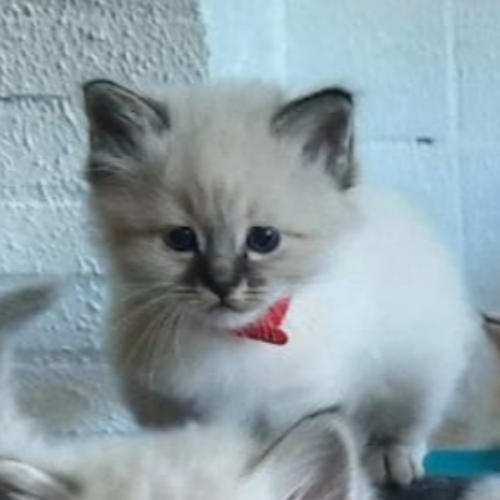 Foto van de poes