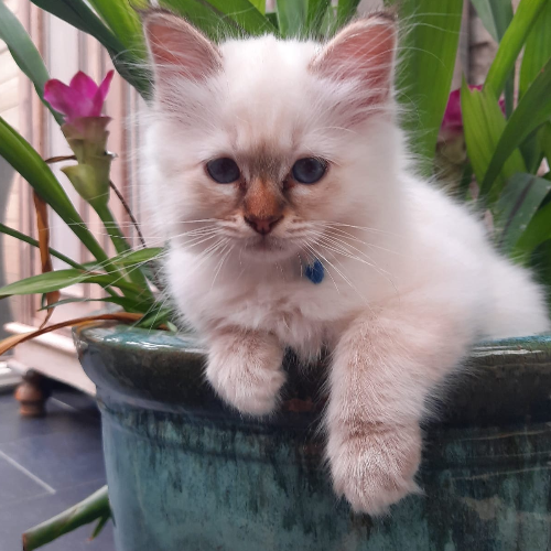 Foto van de poes