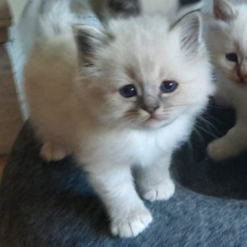 Foto van de poes