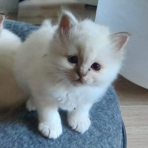 Foto van de poes