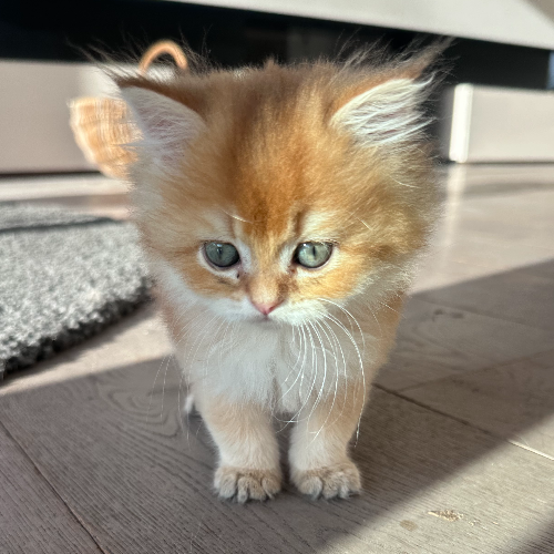 Foto van de poes
