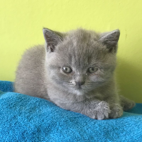 Foto van de poes