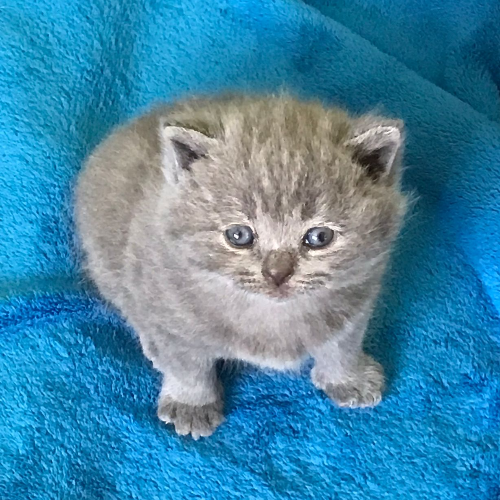 Foto van de poes