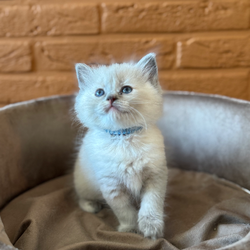 Foto van de poes