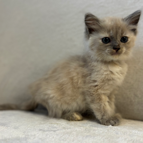 Foto van de poes