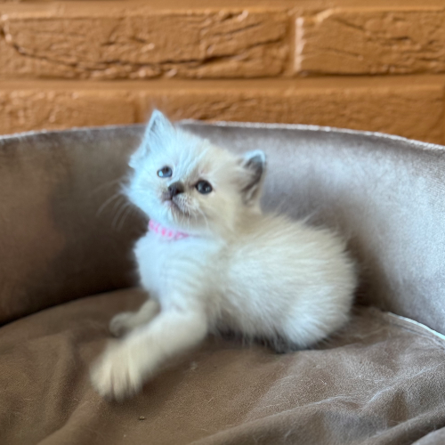Foto van de poes