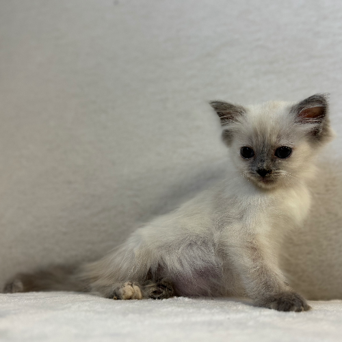 Foto van de poes