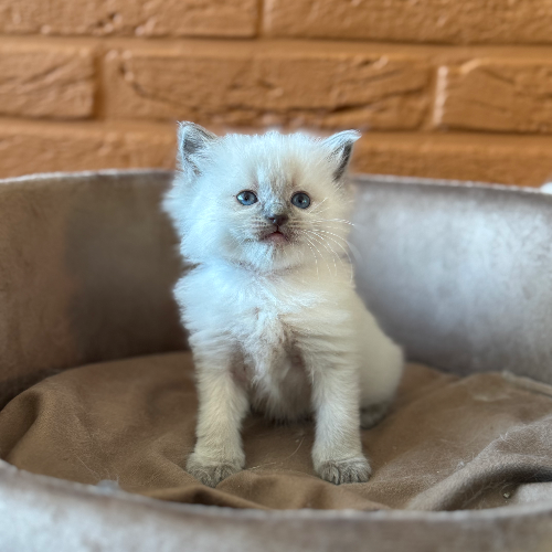 Foto van de poes