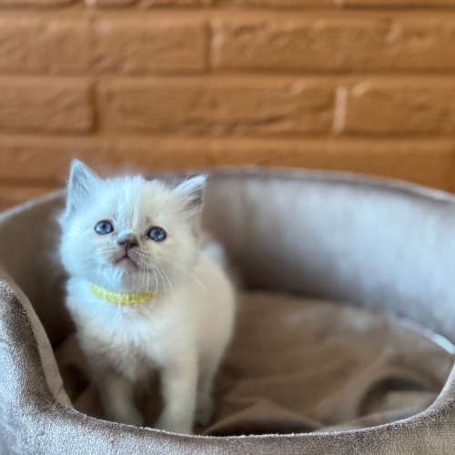 Foto van de poes