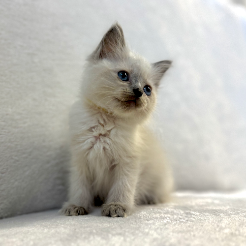 Foto van de poes